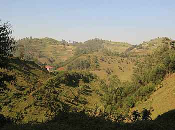 Ichumbi Gorilla Lodge: Hügellandschaft