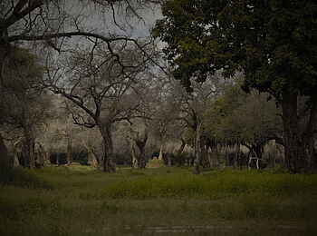 Ingwe Pan Camp: Graue Bäume auf den Flutebenen Ingwe Pan Camp: Graue Bäume auf den Flutebenen