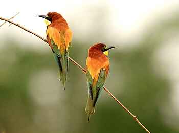 Legendary Mwiba Lodge: European Bee-Eaters Legendary Mwiba Lodge: European Bee-Eaters