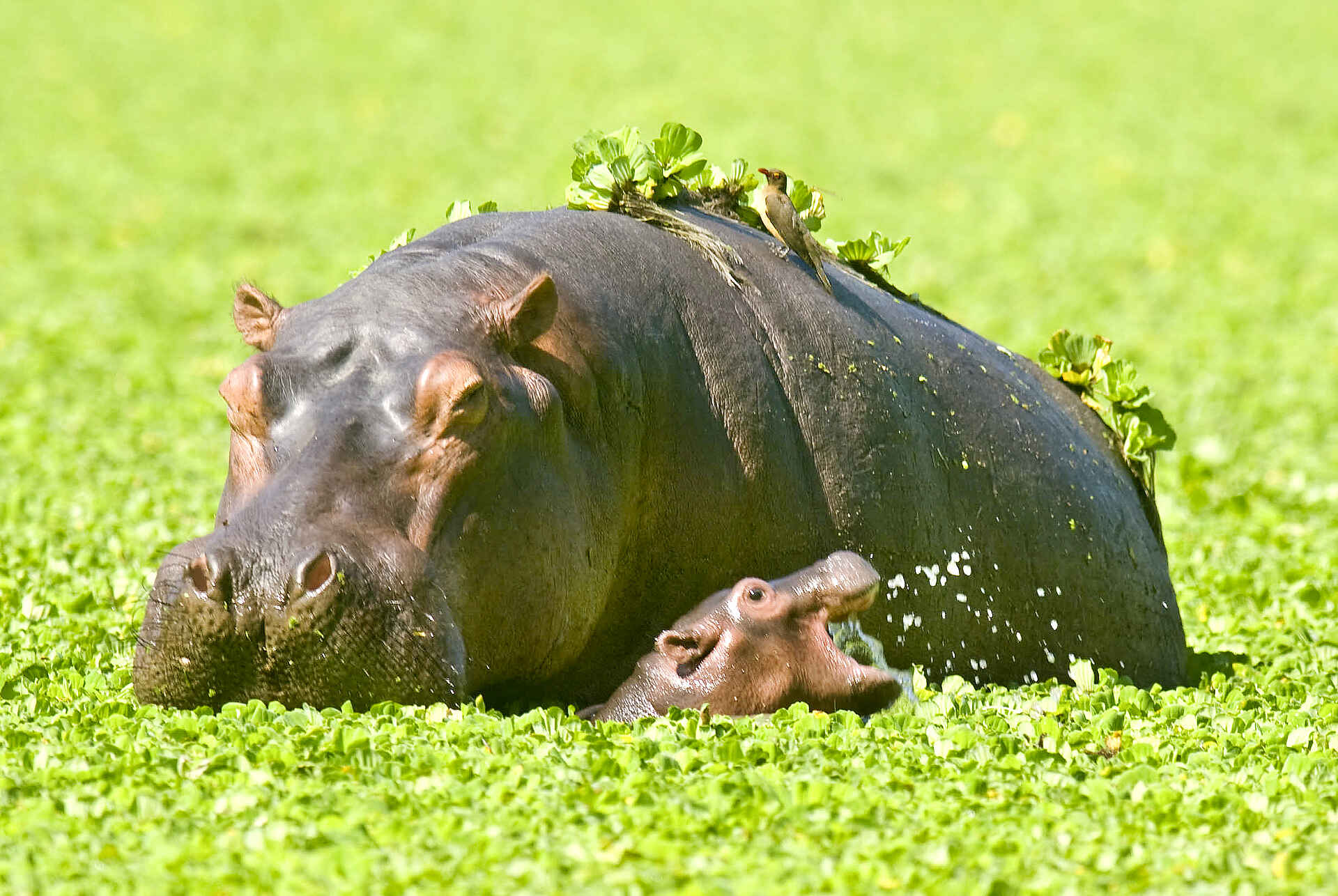 Mapazi Camp, Deb Tittle, Elefant, Hippopotamus, Loxodonta Africana, Luangwa River, Nilpferd, Pirsch, South Luangwa National Park, Walking Safari, Afrikarma, Afrikarma Safaris, Afrikarma Safaris. Wildnis. Hautnah., Afrikarma.de