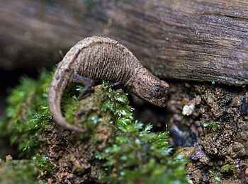 Masoala Forest Lodge: Brookesia micra Masoala Forest Lodge: Brookesia micra