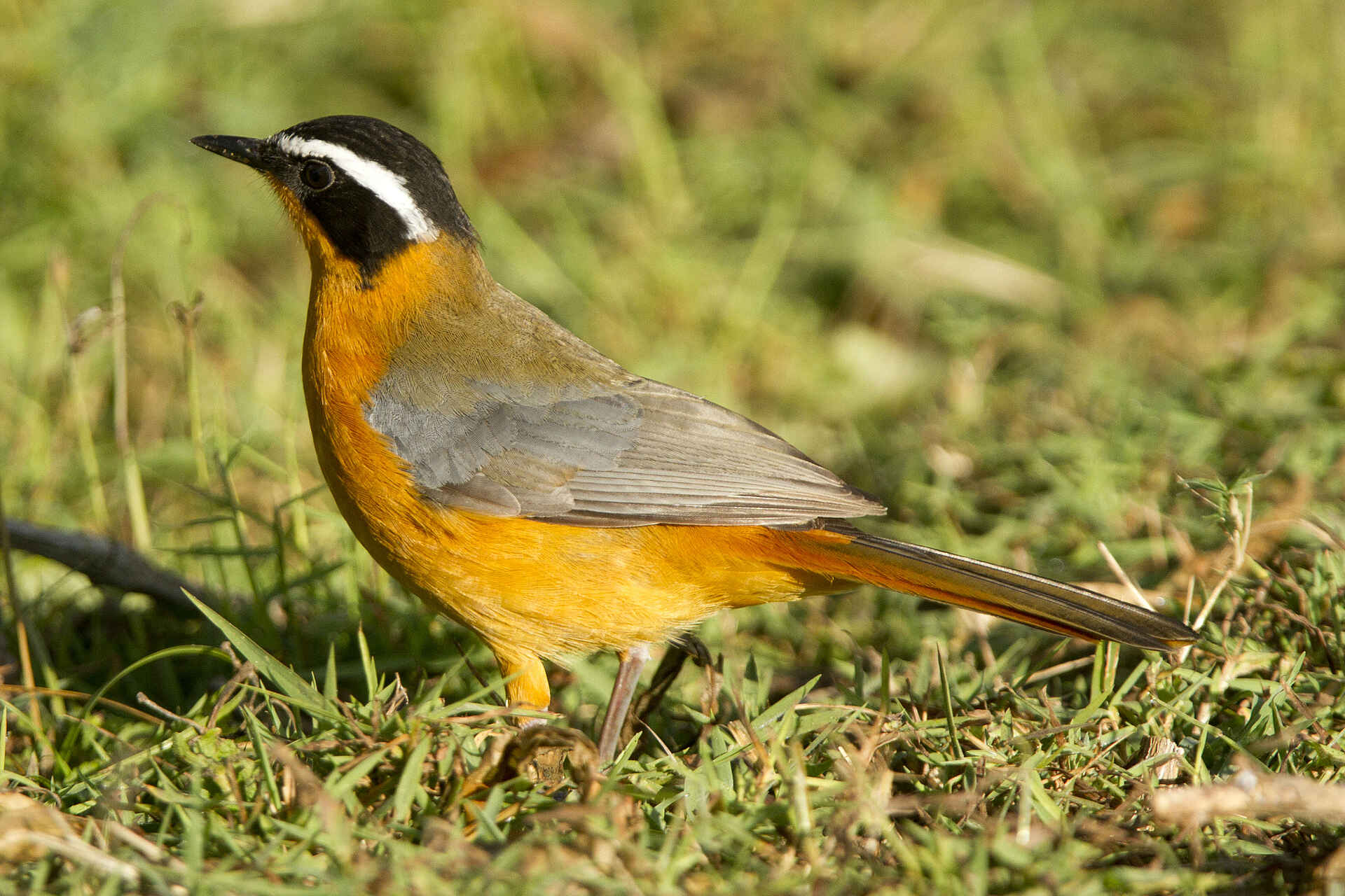 Miracle Rivers Komfort Safari: Ein Heuglins Rotkehlchen