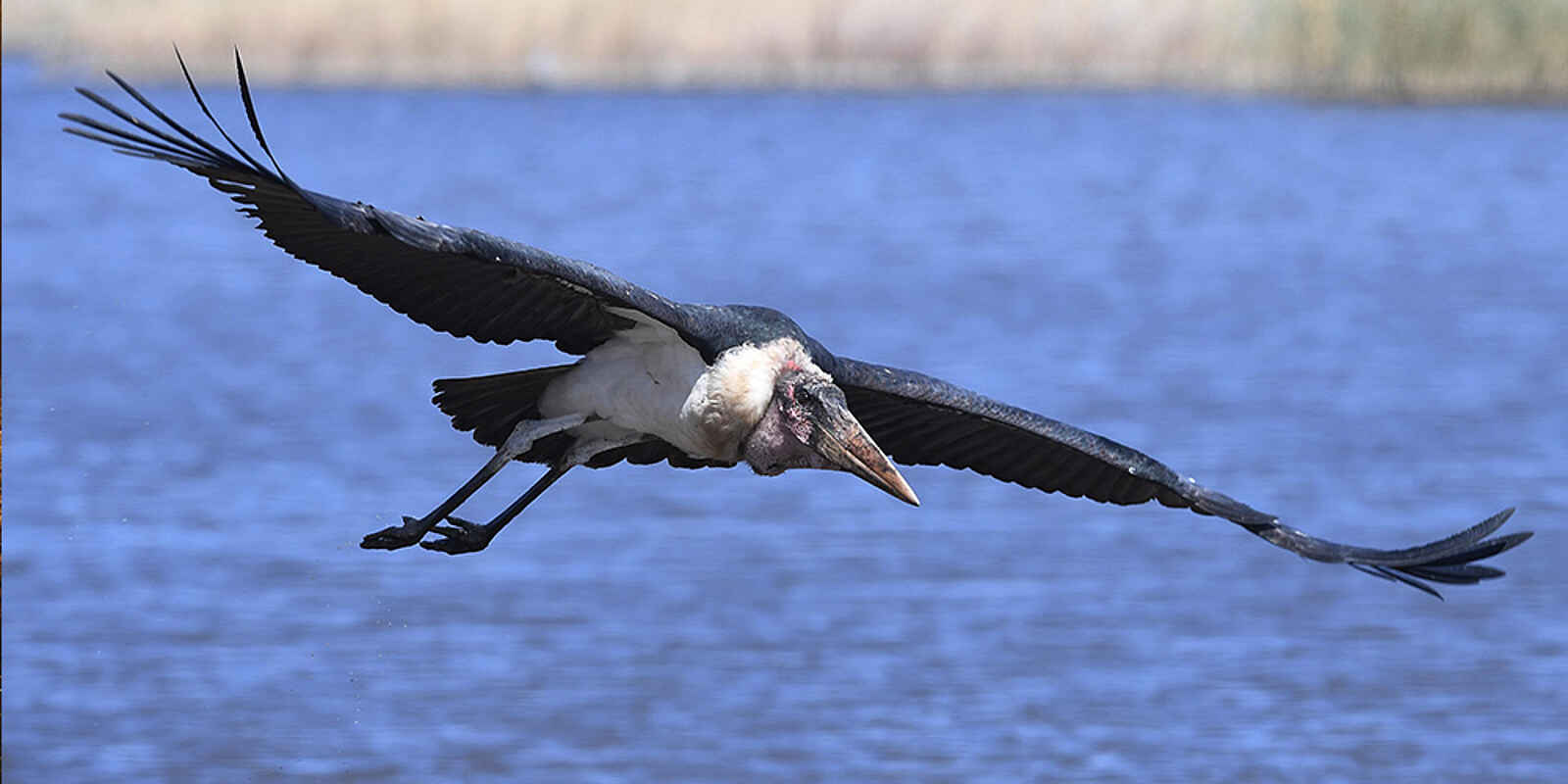 Robins Camp: Fliegender Marabu Robins Camp: Fliegender Marabu