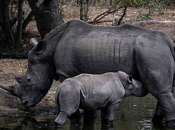 Sabi Sabi Selati Camp: Wasser zu Milch ... Sabi Sabi Selati Camp: Wasser zu Milch ...