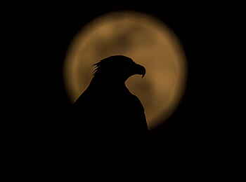 Selinda Camp: Adlerkopf