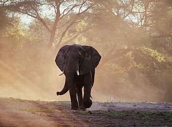 Time + Tide Chongwe: Einsamer Bulle