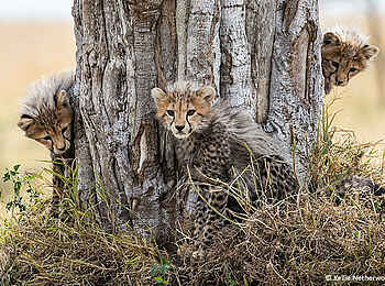 Basecamp Mara Houses: Drei junge Geparde Basecamp Mara Houses: Drei junge Geparde