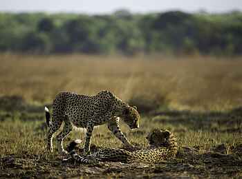 Busanga Bush Camp: Geparden im Zwiegespräch Busanga Bush Camp: Geparden im Zwiegespräch