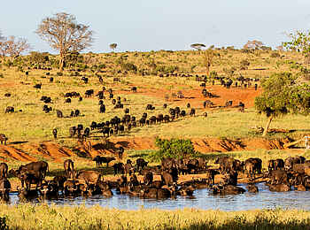Campi ya Kanzi Lodge: Büffel am Wasser Campi ya Kanzi Lodge: Büffel am Wasser