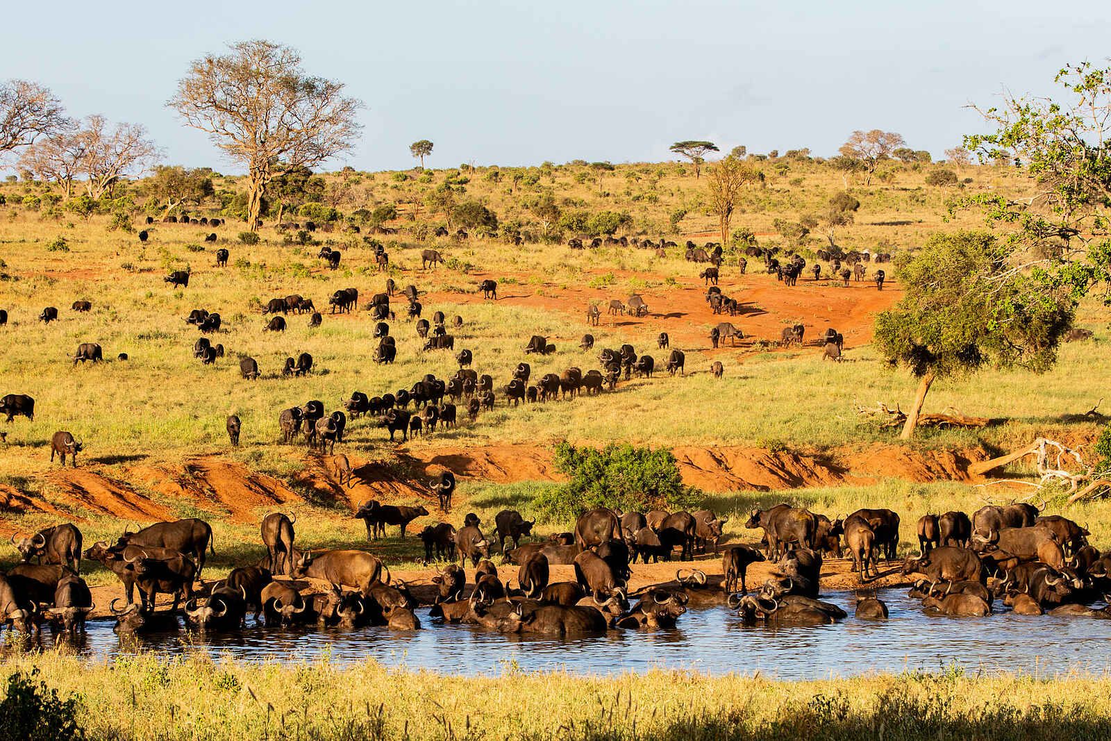 Campi ya Kanzi Lodge: Büffel am Wasser Campi ya Kanzi Lodge: Büffel am Wasser