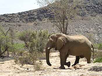 Doro Nawas: Wüstenelefant