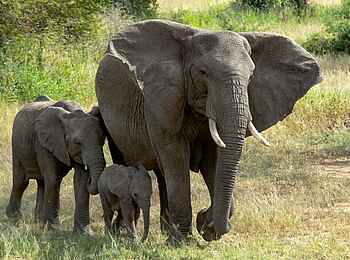 Four Seasons Safari Lodge: Elefantenfamilie Four Seasons Safari Lodge: Elefantenfamilie