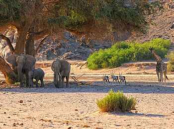 Hoanib Valley Camp: Bewohner des Tals Hoanib Valley Camp: Bewohner des Tals