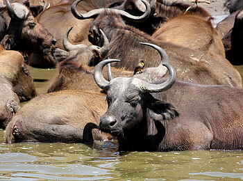 Kasenyi Safari Camp: Badende Büffel