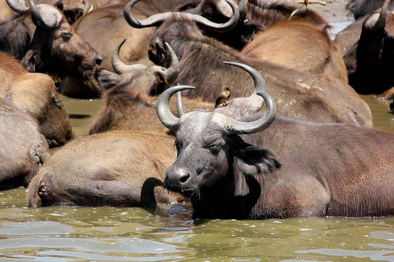 Kasenyi Safari Camp: Badende Büffel Kasenyi Safari Camp: Badende Büffel