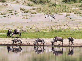 Klein's Camp: Gnus trinken am Fluss