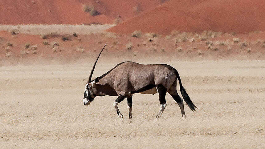 Kulala Desert Lodge: Eine Oryx Antilope vor schöner Kulisse Kulala Desert Lodge: Eine Oryx Antilope vor schöner Kulisse