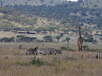 Lemala Ewanjan: Giraffe und Zebras vor dem Camp