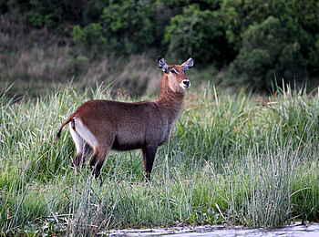 Murchison Falls National Park: Wasserbock Murchison Falls National Park: Wasserbock