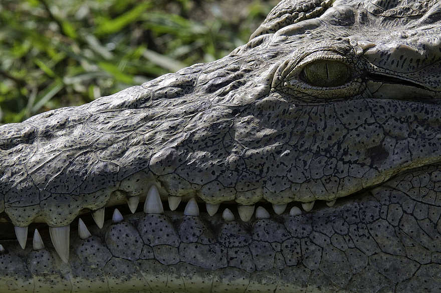 Mvuu Camp: Nilkrokodil Mvuu Camp: Nilkrokodil