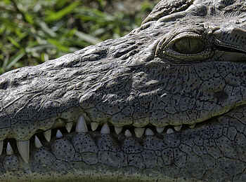 Mvuu Camp: Nilkrokodil