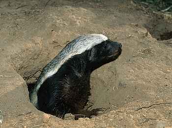 Okonjima Plains Camp: Honigdachs kommt aus seinem Bau Okonjima Plains Camp: Honigdachs kommt aus seinem Bau
