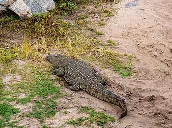 Ole Serai Luxury Camp - Kogatende: Krokodil Ole Serai Luxury Camp - Kogatende: Krokodil