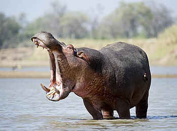 Robin Pope Safaris: Aggressionsgähnen