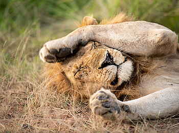 Shawa Luangwa Camp: Löwe