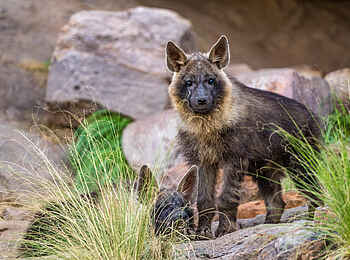 The Motse Tswalu: Braune Hyäne The Motse Tswalu: Braune Hyäne
