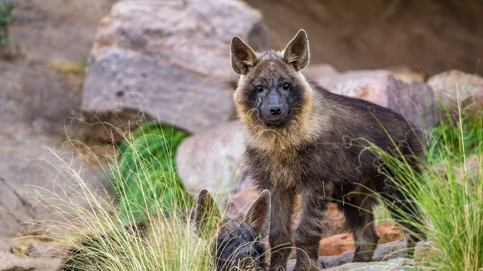 The Motse Tswalu: Braune Hyäne