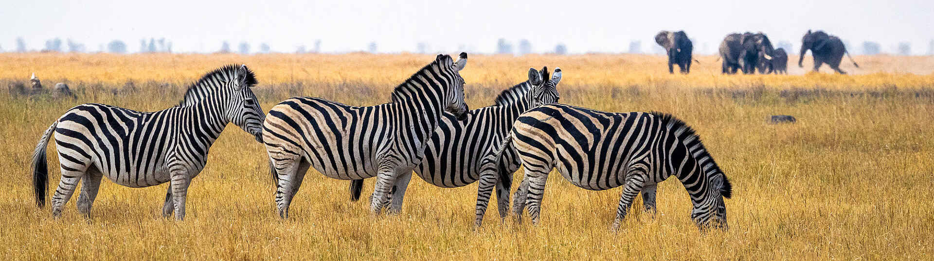 Zebra- und Elefantenherden