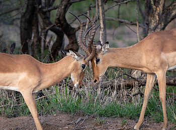 Cheetah Plains: Tête a tête Cheetah Plains: Tête a tête