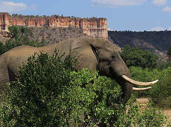 Chilo Ivory Trail Adventure: Elefantenbulle vor den Chilojo Cliffs