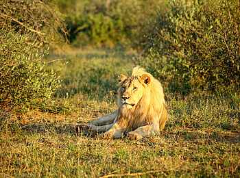 Madikwe Hills Private Game Lodge: Löwe im Busch