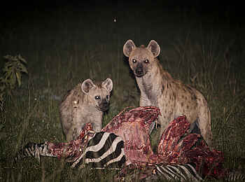 Mihingo Lodge: Hyänen mit Beute Mihingo Lodge: Hyänen mit Beute