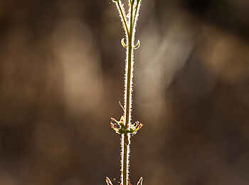 Ntemwa Busanga Bushcamp: Blume