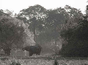 Ntemwa Busanga Bushcamp: Elefanten beim Trinken