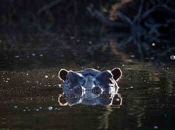 Ntemwa Busanga Bushcamp: Nilpferd im Wasser
