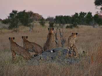 Somalisa Camp: Vier Geparden beobachten die Landschaft Somalisa Camp: Vier Geparden beobachten die Landschaft