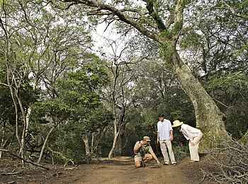 &Beyond Phinda Forest Lodge: Fährtenverfolgung