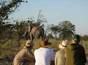 Atzaro Okavango: Walking Safari