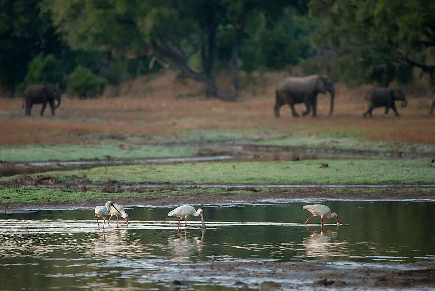 Big Lagoon Camp: Elefanten Big Lagoon Camp: Elefanten