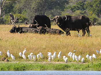 Camelthorn Lodge: Büffel und Kuhreiher Camelthorn Lodge: Büffel und Kuhreiher