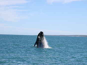 Grootbos Garden Lodge: Er springt! Grootbos Garden Lodge: Er springt!