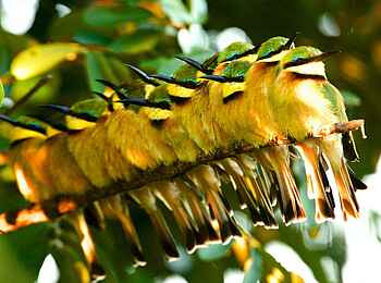 Ichingo Chobe River Lodge: Bienenfresser Ichingo Chobe River Lodge: Bienenfresser