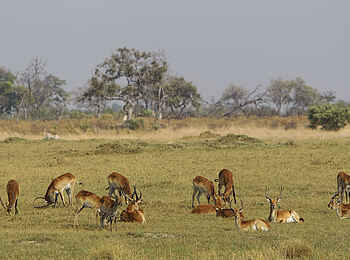 Kanana-Nyana-Camp: Lechwe