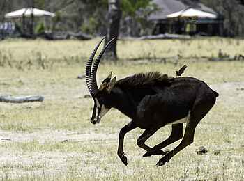 Little Makalolo Camp: Rappenantilope vor dem Camp Little Makalolo Camp: Rappenantilope vor dem Camp
