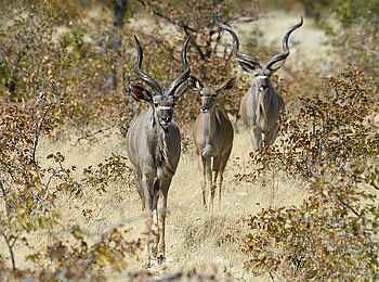 Little Ongava: Kudukette Little Ongava: Kudukette