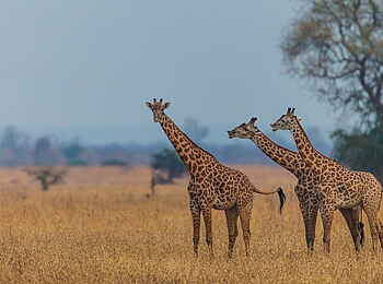 Luambe Camp: Die seltene Thorneycroft Giraffe kommt nur im Luangwa Tal vor Luambe Camp: Die seltene Thorneycroft Giraffe kommt nur im Luangwa Tal vor